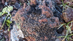 Umbilicaria