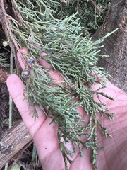 Juniperus horizontalis