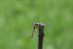 Crocothemis servilia mariannae