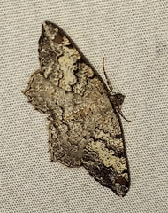 Macaria granitata