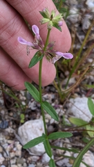 Stachys hyssopifolia
