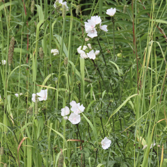 Malva moschata