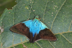 Telegonus