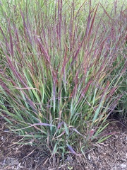 Panicum virgatum