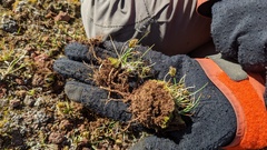 Carex incurviformis
