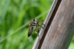 Promachus yesonicus