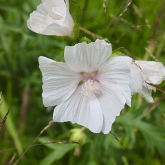 Malva moschata
