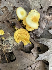 Gloioxanthomyces nitidus