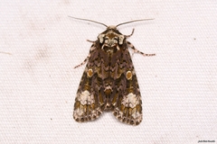 Craniophora ligustri