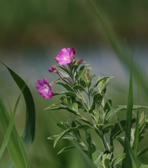 Epilobium hirsutum