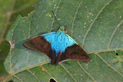 Telegonus