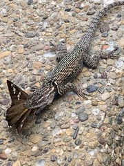 Sceloporus jarrovii