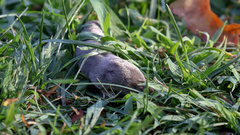 Blarina brevicauda