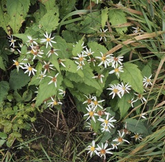 Eurybia chlorolepis