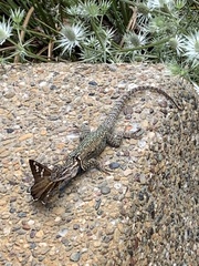 Sceloporus jarrovii