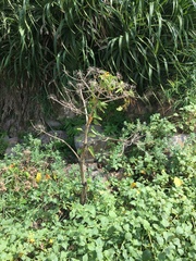 Angelica hirsutiflora