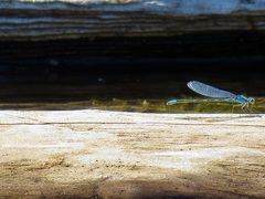 Enallagma carunculatum