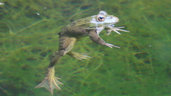 Lithobates chiricahuensis