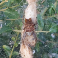 Cyrtophora citricola