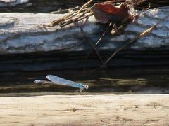 Enallagma carunculatum