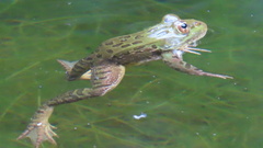 Lithobates chiricahuensis