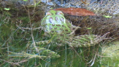 Lithobates chiricahuensis