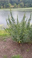Oenothera