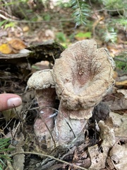 Hypocreaceae