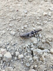 Trimerotropis fontana