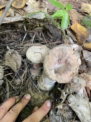 Hypocreaceae