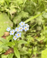 Myosotis scorpioides