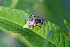 Eristalis stipator