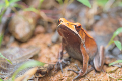 Clinotarsus curtipes