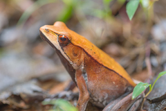 Clinotarsus curtipes