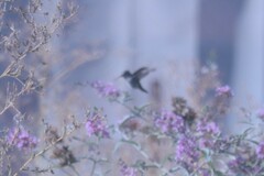 Selasphorus calliope