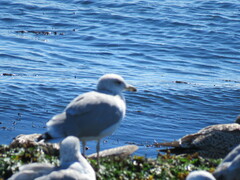 Larus californicus