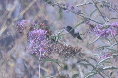 Selasphorus calliope