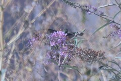 Selasphorus calliope