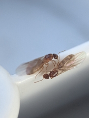 Brachymyrmex depilis