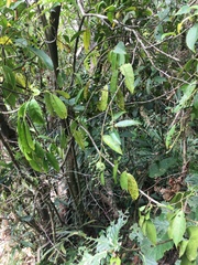 Turpinia ternata