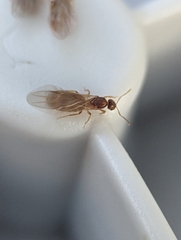 Brachymyrmex depilis