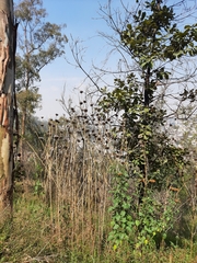 Leonotis nepetifolia