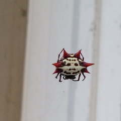 Gasteracantha cancriformis