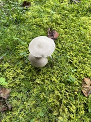 Amanita vaginata