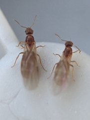 Brachymyrmex depilis