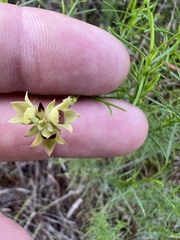 Ludwigia suffruticosa