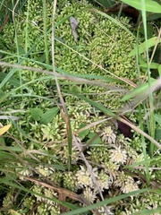 Sphagnum palustre