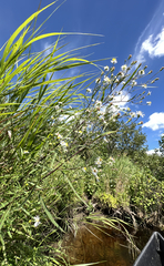 Symphyotrichum lanceolatum