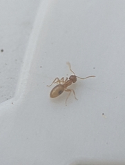 Brachymyrmex depilis