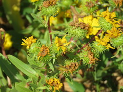 Grindelia integrifolia